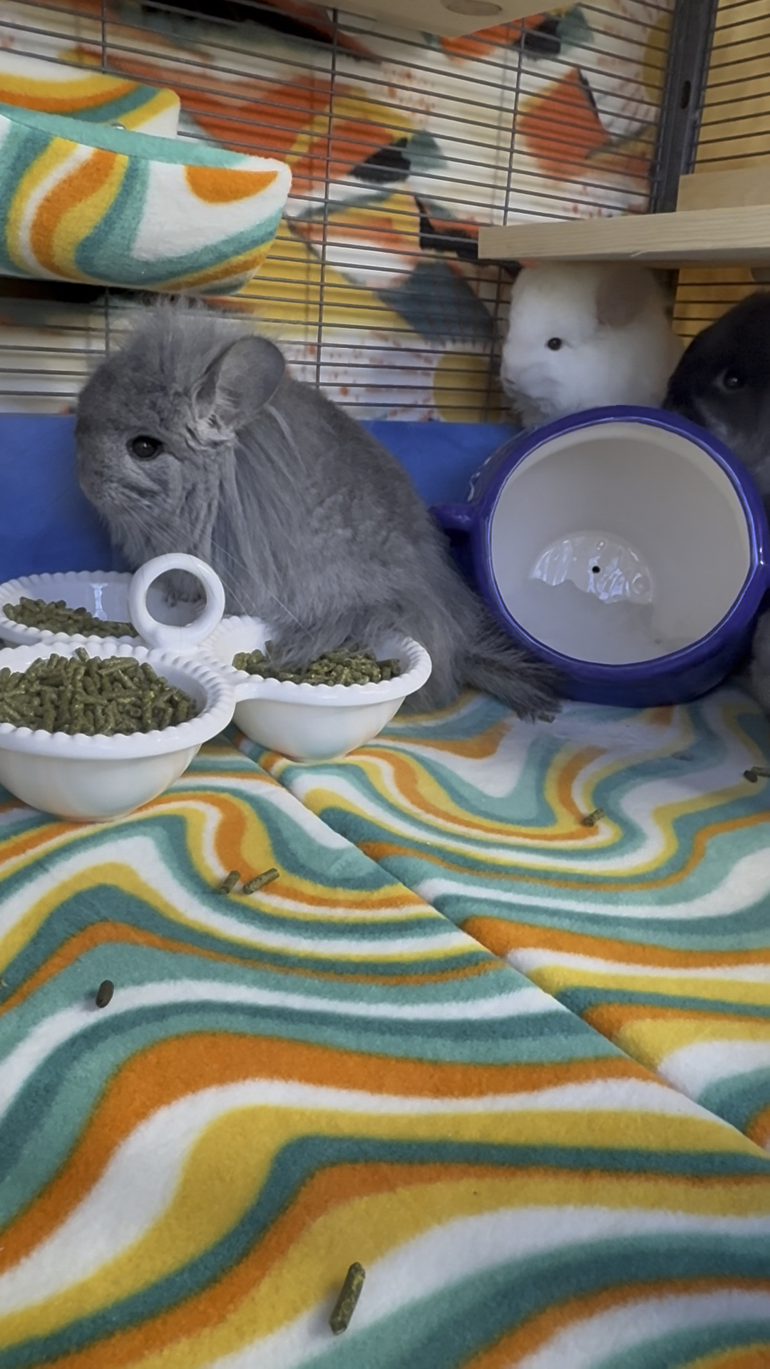 Gray, white and dark chinchillas in a home enclosure with colorful fleece and wooden shelves
